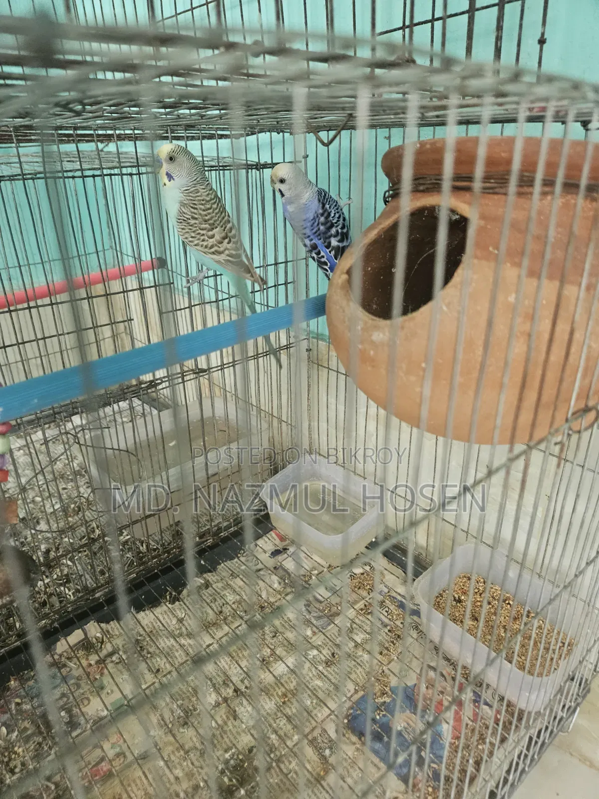 Birds and Cage for Sale