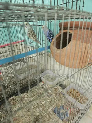 Birds and Cage for Sale