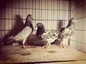 Kamagar & Golden, 3 Pcs Pigeons 🕊️💖