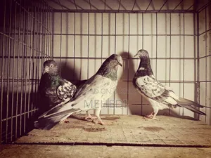 Kamagar & Golden, 3 Pcs Pigeons 🕊️💖