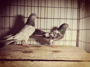 Kamagar & Golden, 3 Pcs Pigeons 🕊️💖