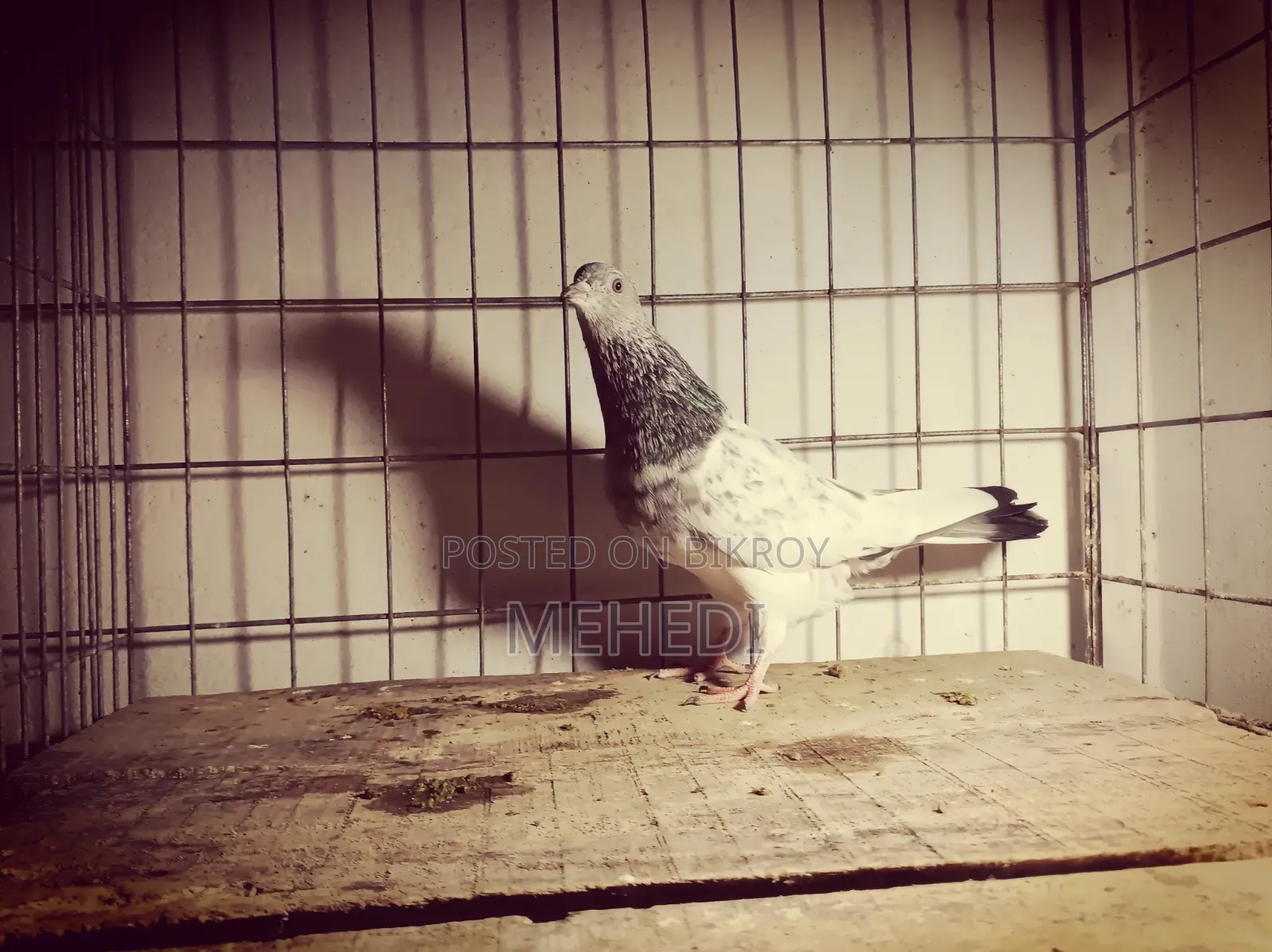 Kamagar & Golden, 3 Pcs Pigeons 🕊️💖