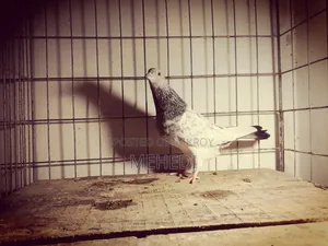 Kamagar & Golden, 3 Pcs Pigeons 🕊️💖