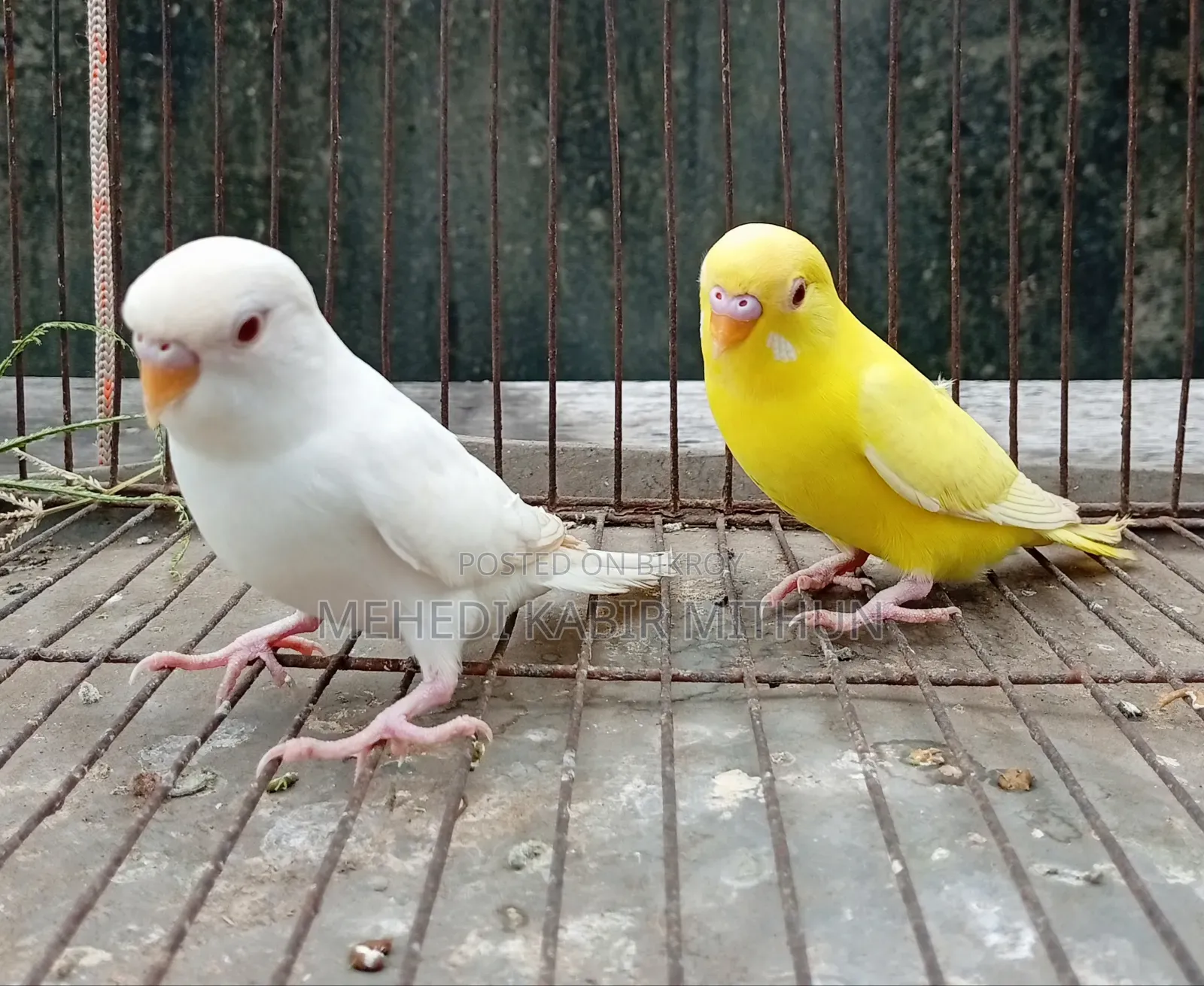 লুটিনো ও আলবিনো রেড আই বাজিগর (Lutino Albino Red Eye Budgee)