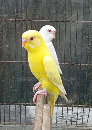 লুটিনো ও আলবিনো রেড আই বাজিগর (Lutino Albino Red Eye Budgee)