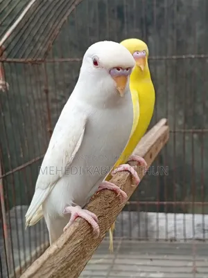 লুটিনো ও আলবিনো রেড আই বাজিগর (Lutino Albino Red Eye Budgee)