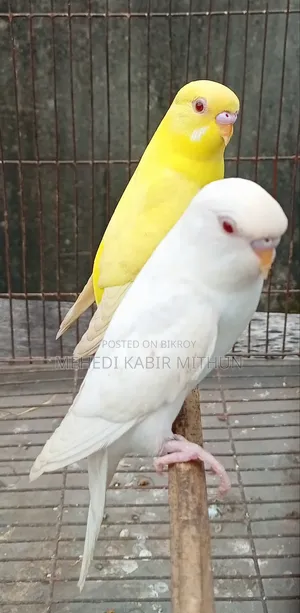 লুটিনো ও আলবিনো রেড আই বাজিগর (Lutino Albino Red Eye Budgee)