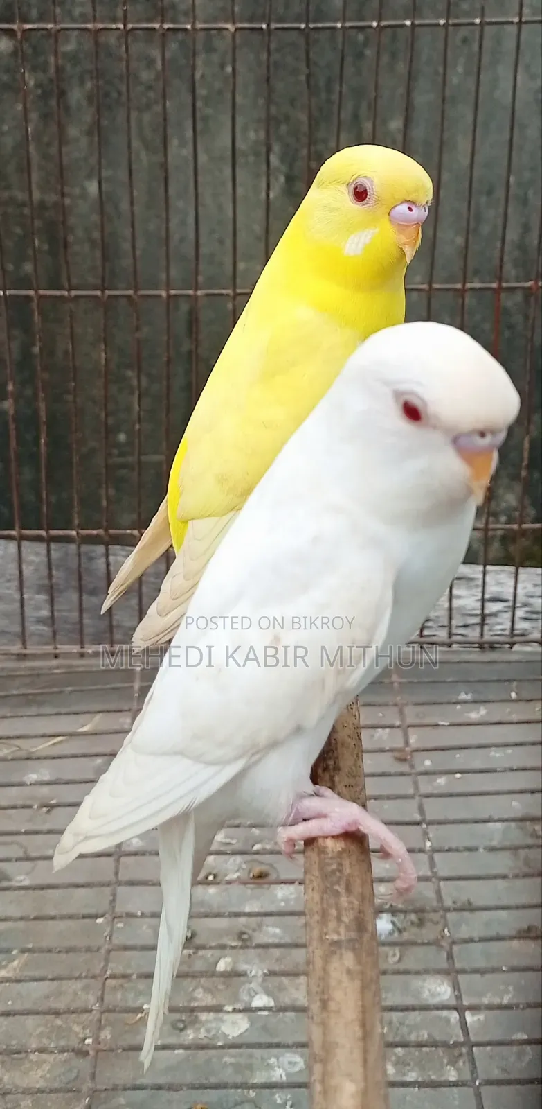 লুটিনো ও আলবিনো রেড আই বাজিগর (Lutino Albino Red Eye Budgee)