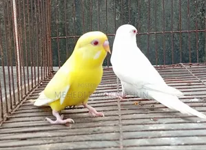 লুটিনো ও আলবিনো রেড আই বাজিগর (Lutino Albino Red Eye Budgee)