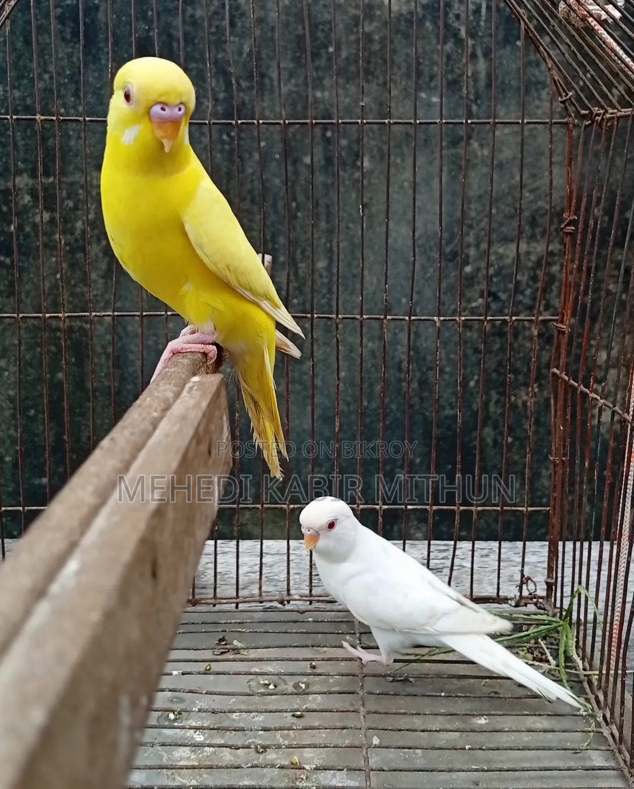 লুটিনো ও আলবিনো রেড আই বাজিগর (Lutino Albino Red Eye Budgee)