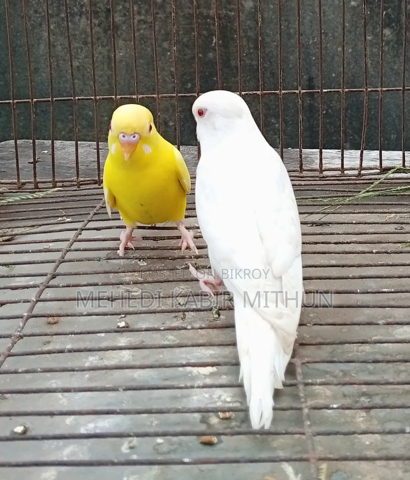 লুটিনো ও আলবিনো রেড আই বাজিগর (Lutino Albino Red Eye Budgee)