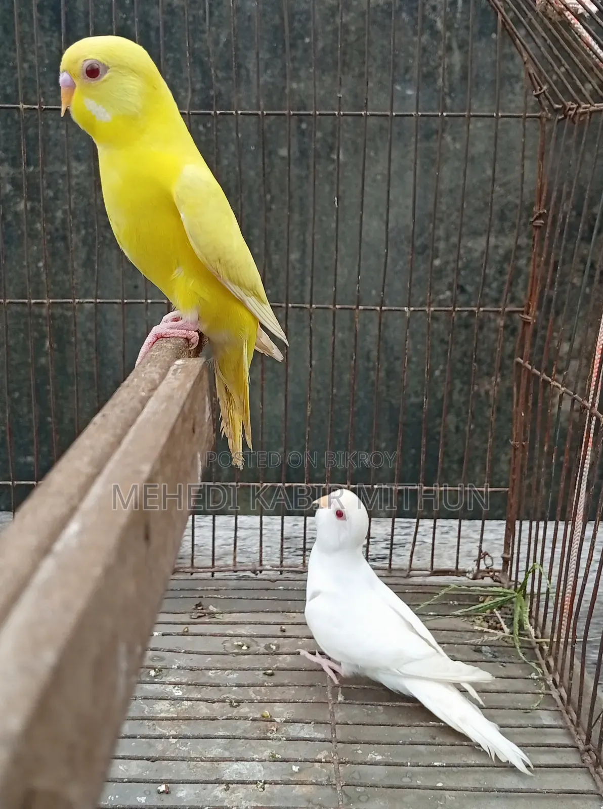লুটিনো ও আলবিনো রেড আই বাজিগর (Lutino Albino Red Eye Budgee)