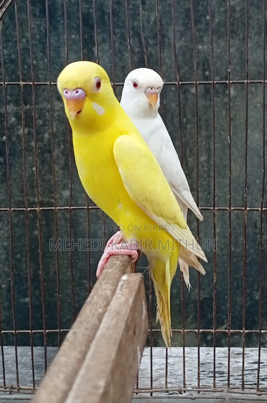 লুটিনো ও আলবিনো রেড আই বাজিগর (Lutino Albino Red Eye Budgee)