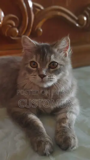 6-12 months Female Purebred Persian