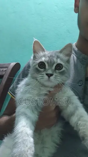 6-12 months Female Purebred Persian