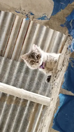 6-12 months Female Purebred Persian