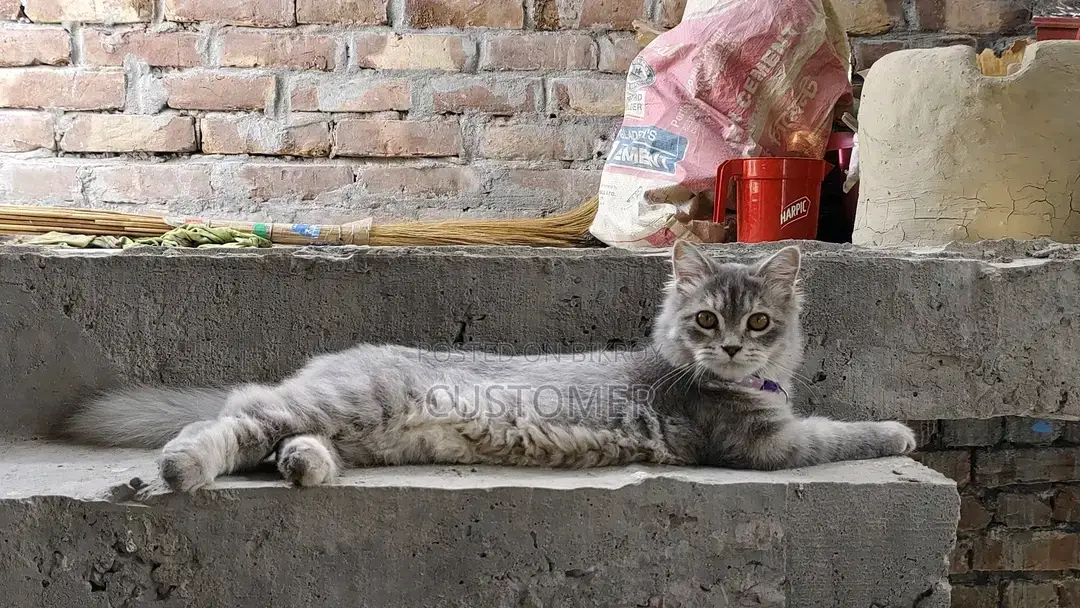 6-12 months Female Purebred Persian