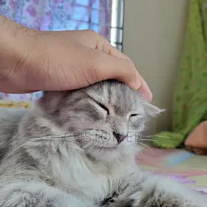 6-12 months Female Purebred Persian