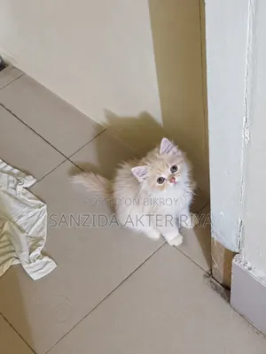 1-3 months Female Purebred Persian