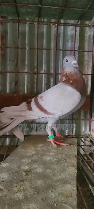 Girobaz Pigeons
