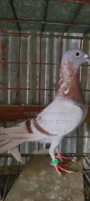Girobaz Pigeons