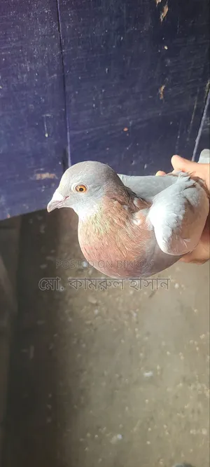 Girobaz Pigeons