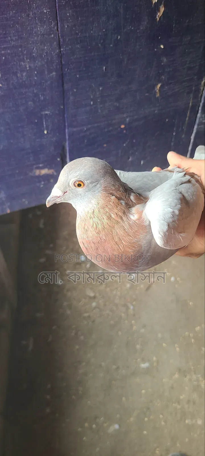 Girobaz Pigeons