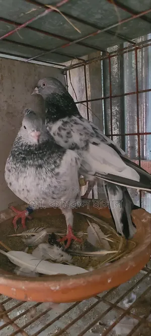Girobaz Pigeons