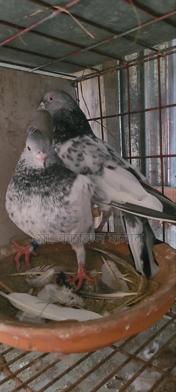 Girobaz Pigeons