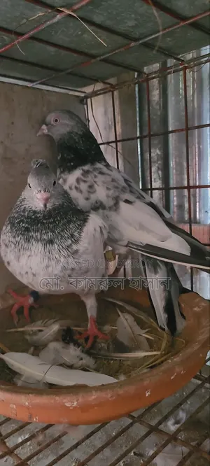 Girobaz Pigeons