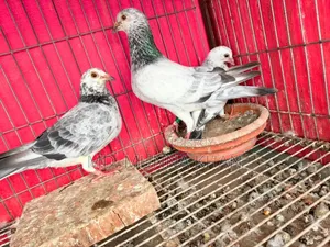 A Pair of Running Grizel Pigeons with One Baby, Currently Laying Eggs Again