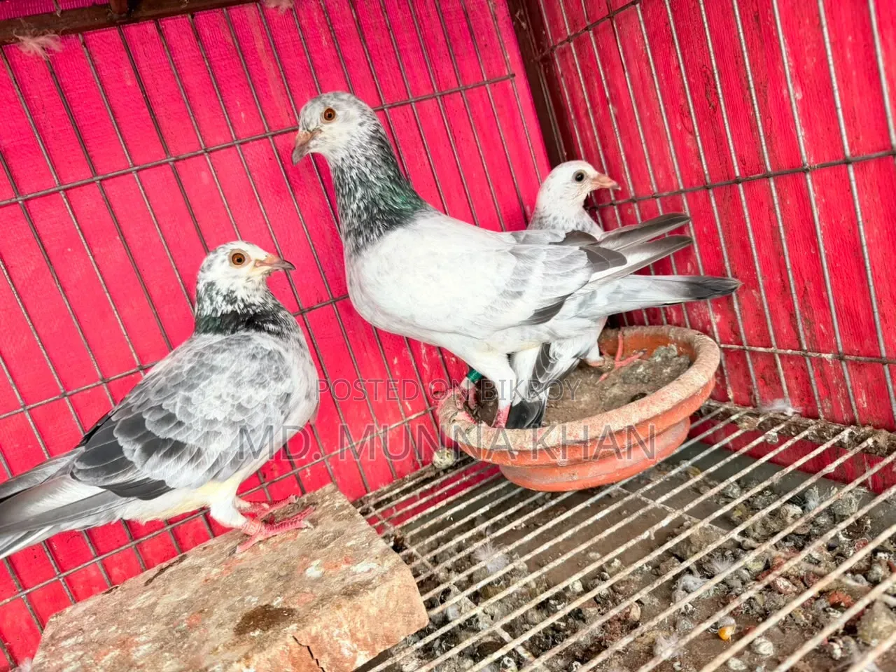 A Pair of Running Grizel Pigeons with One Baby, Currently Laying Eggs Again