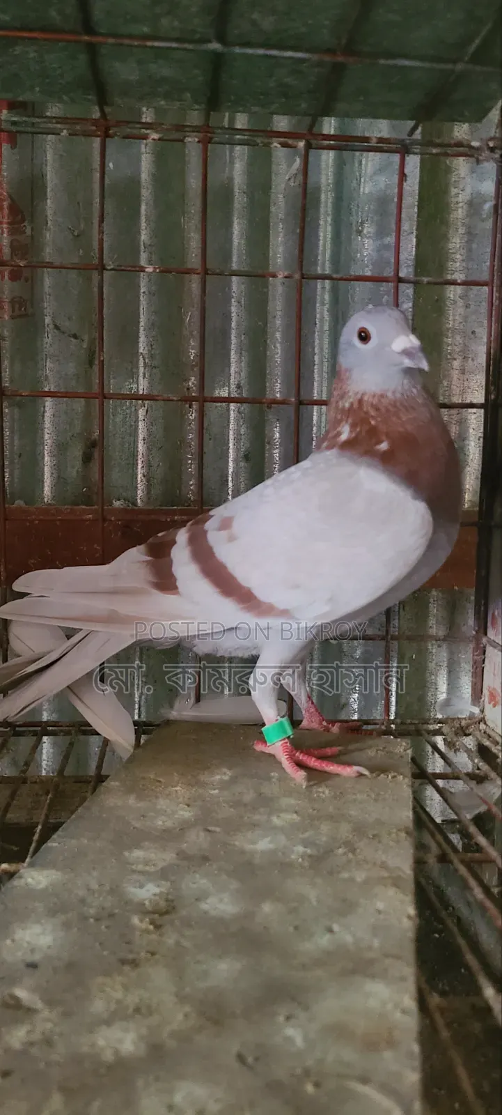 Girobaz Pigeons