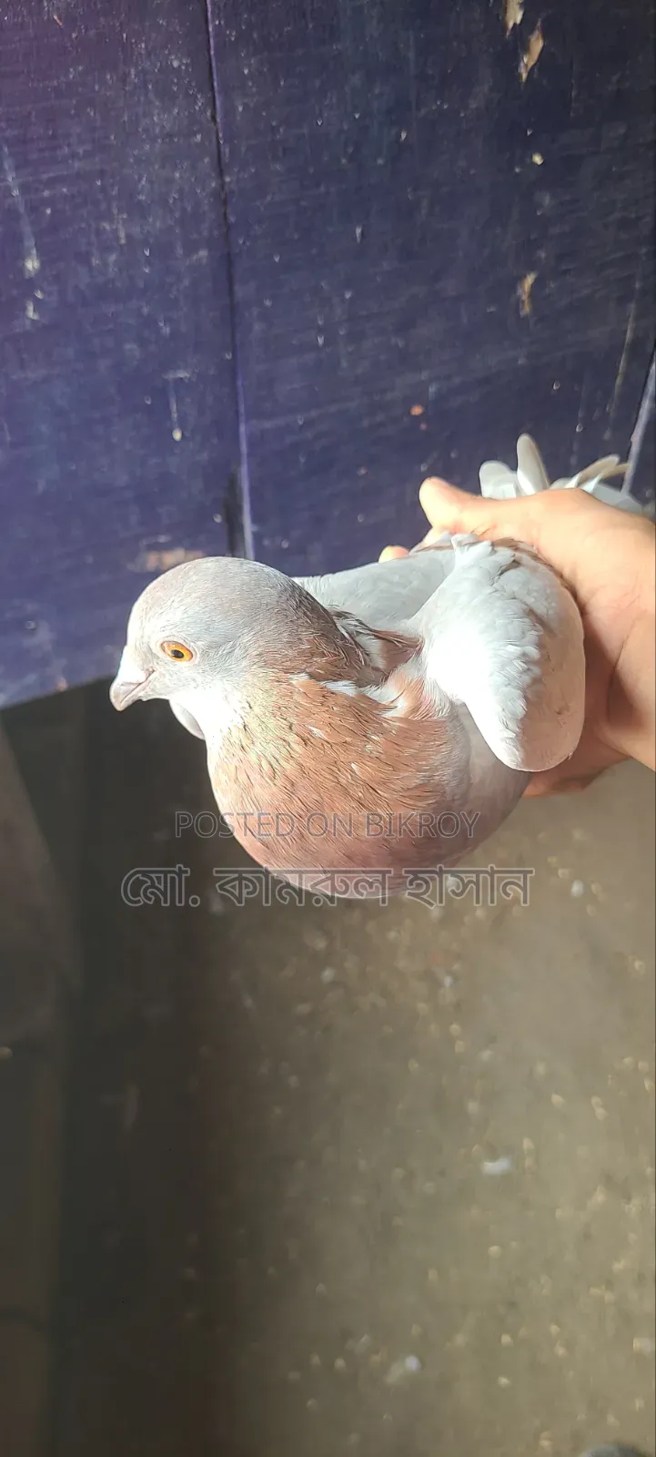 Girobaz Pigeons