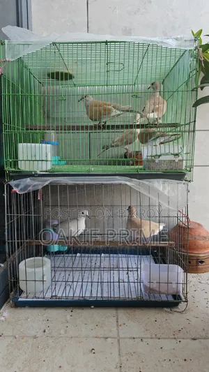 Dove Ghughu 3 Pairs With Full Setup Sell