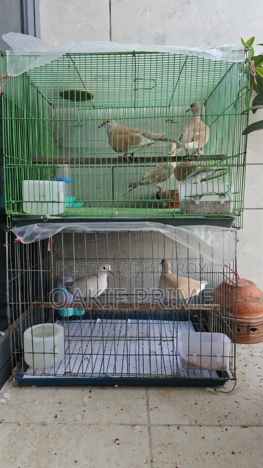Dove Ghughu 3 Pairs With Full Setup Sell
