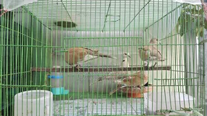 Dove Ghughu 3 Pairs With Full Setup Sell