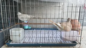 Dove Ghughu 3 Pairs With Full Setup Sell