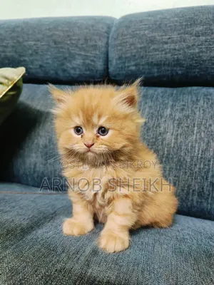 1-3 months Male Purebred Persian