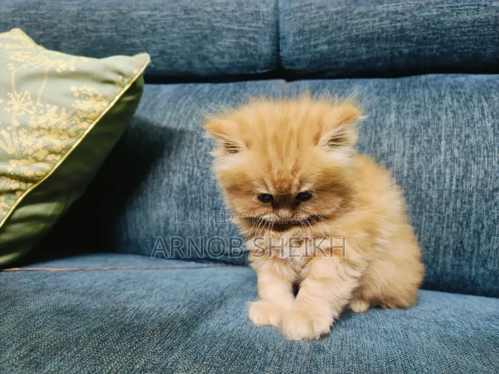1-3 months Male Purebred Persian