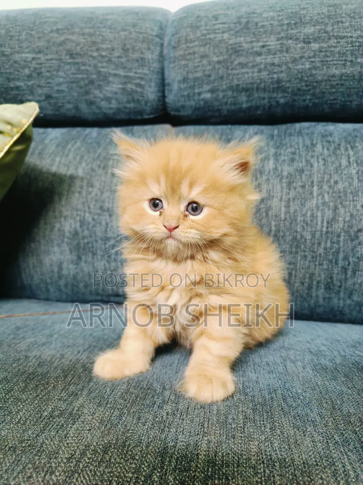 1-3 months Male Purebred Persian