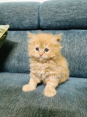 1-3 months Male Purebred Persian