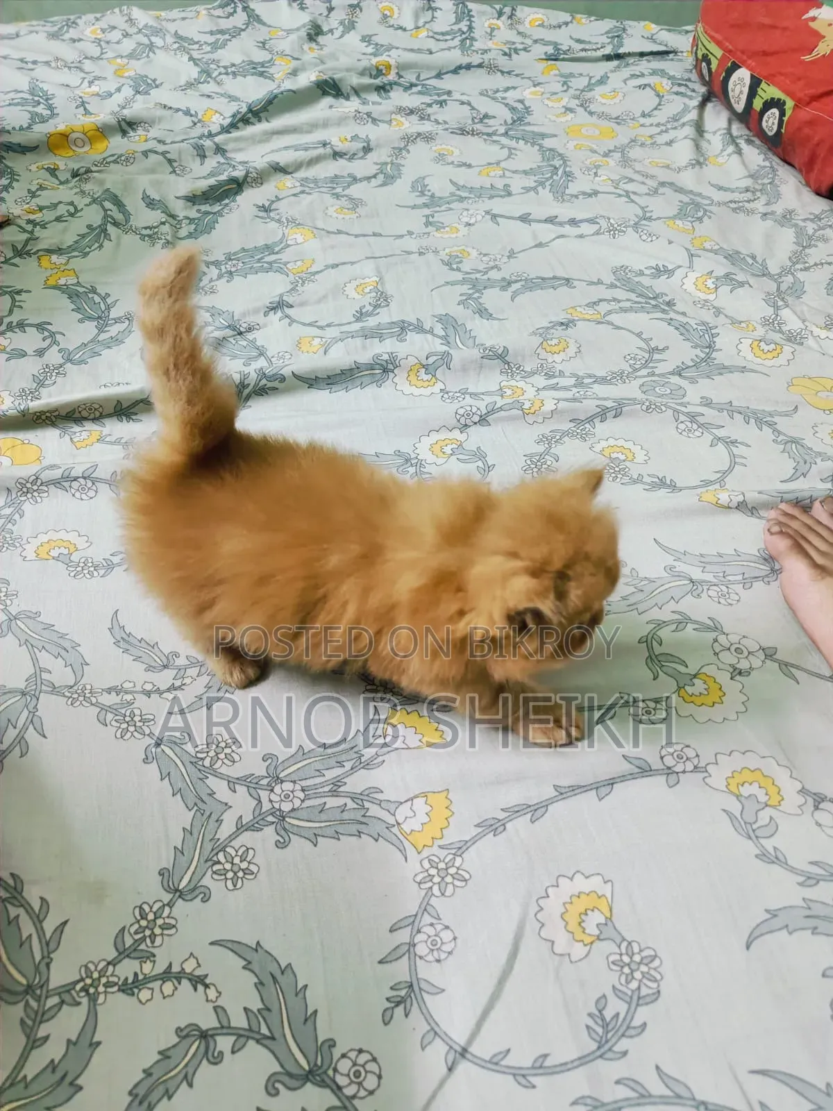 1-3 months Male Purebred Persian