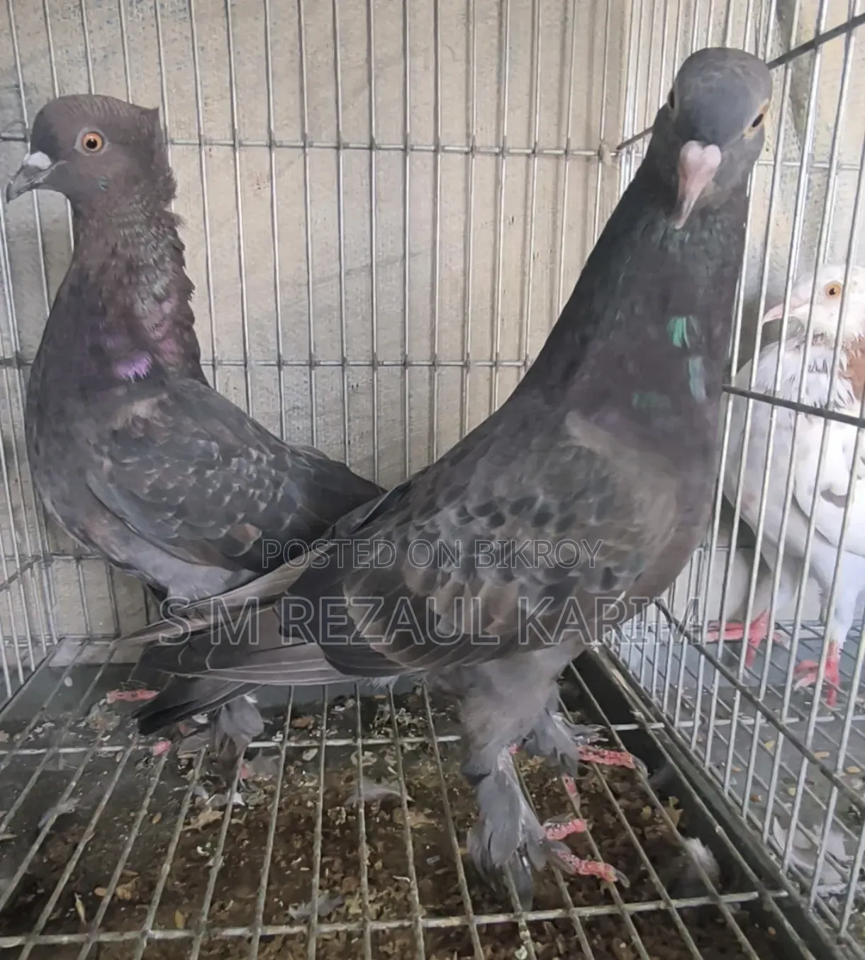 Some healthy and beautiful pigeons will be sold