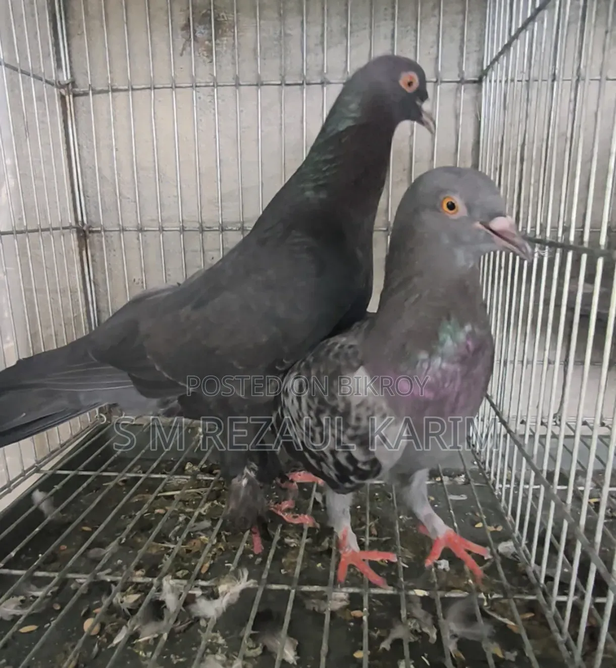 Some healthy and beautiful pigeons will be sold