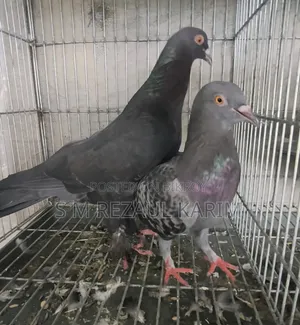 Some healthy and beautiful pigeons will be sold