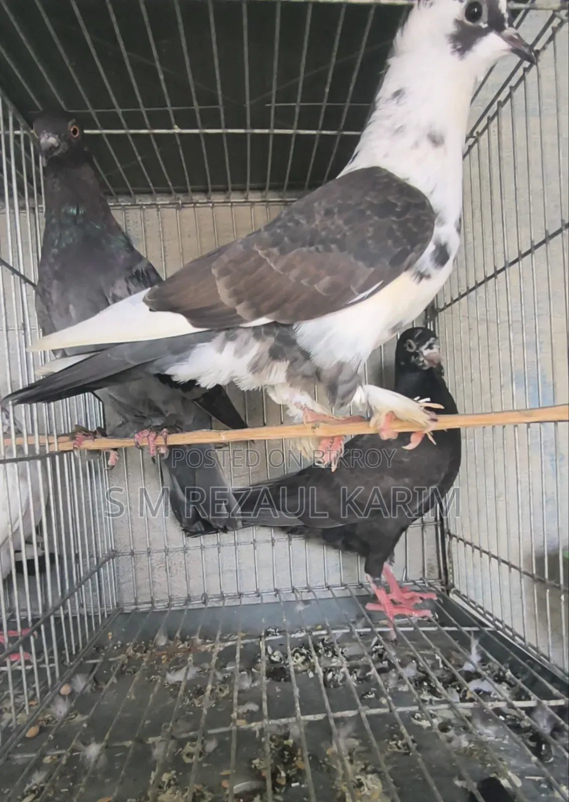 Some healthy and beautiful pigeons will be sold