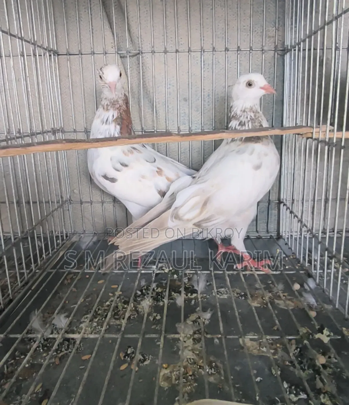 Some healthy and beautiful pigeons will be sold