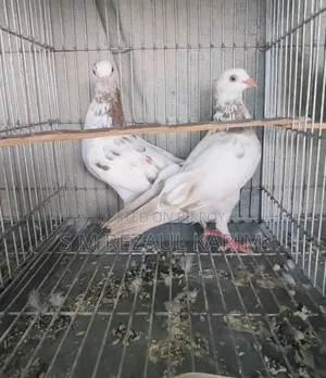 Some healthy and beautiful pigeons will be sold
