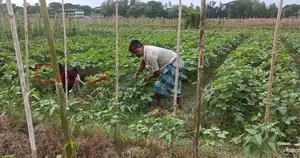 Land for sale in Sitakunda, Chattogram
